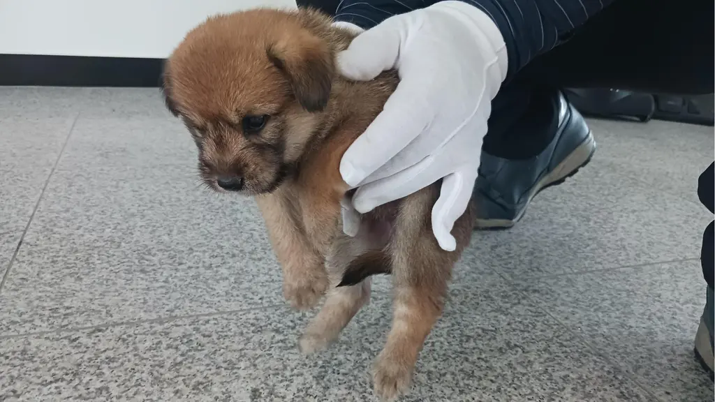 믹스견 보호중 사진