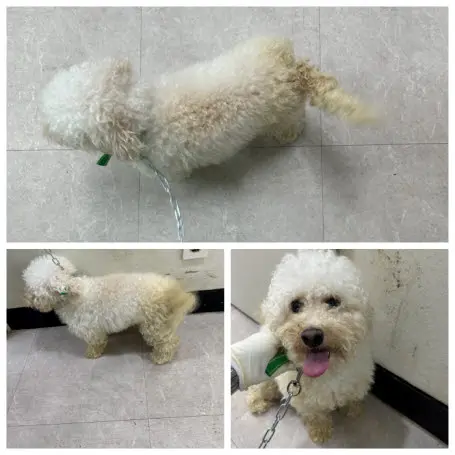 비숑 프리제 보호중 사진