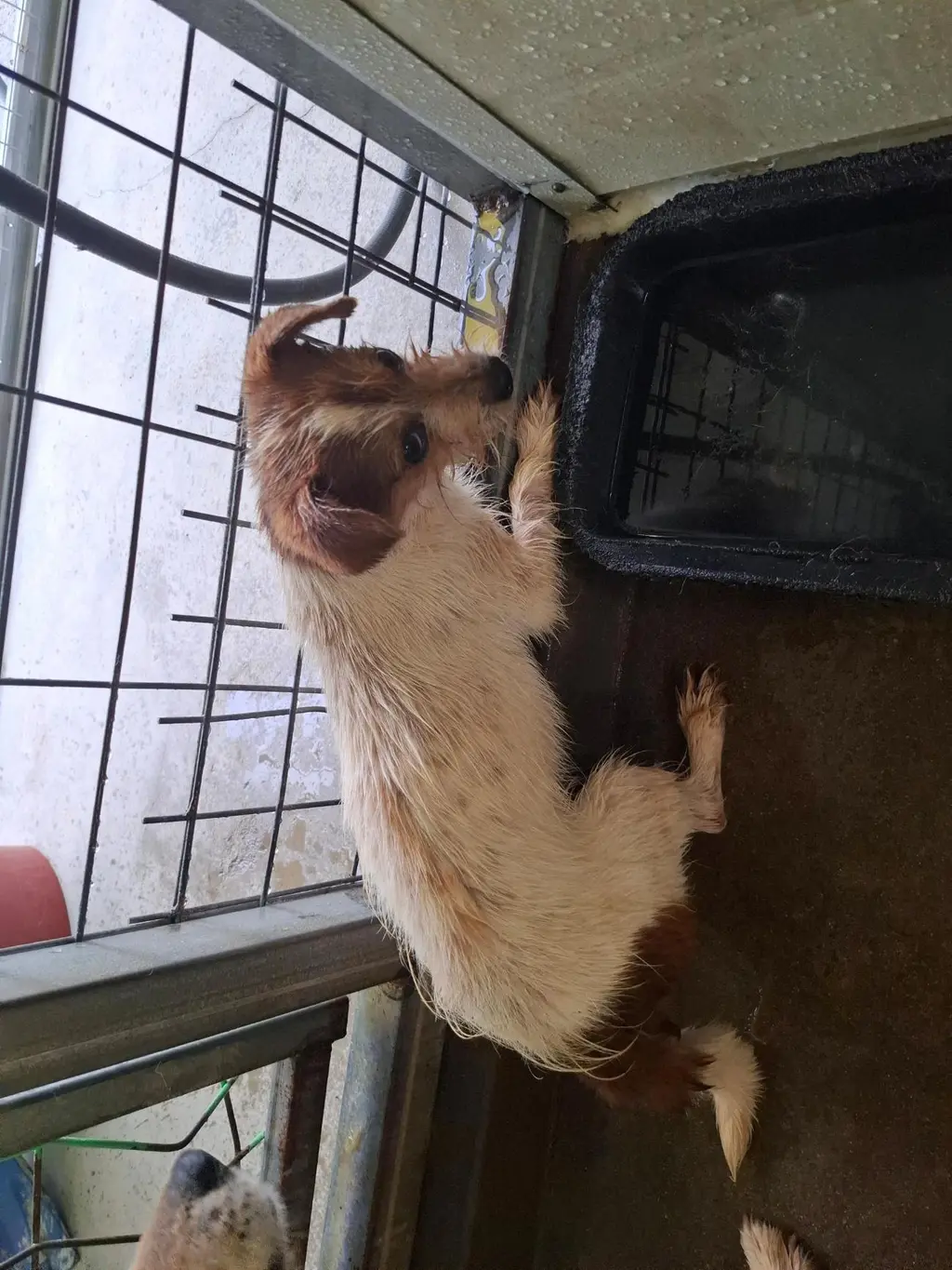 믹스견 보호중 사진