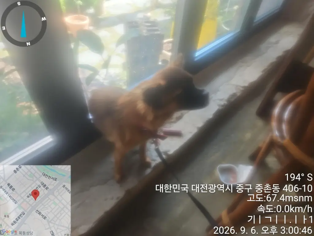 믹스견 보호중 사진