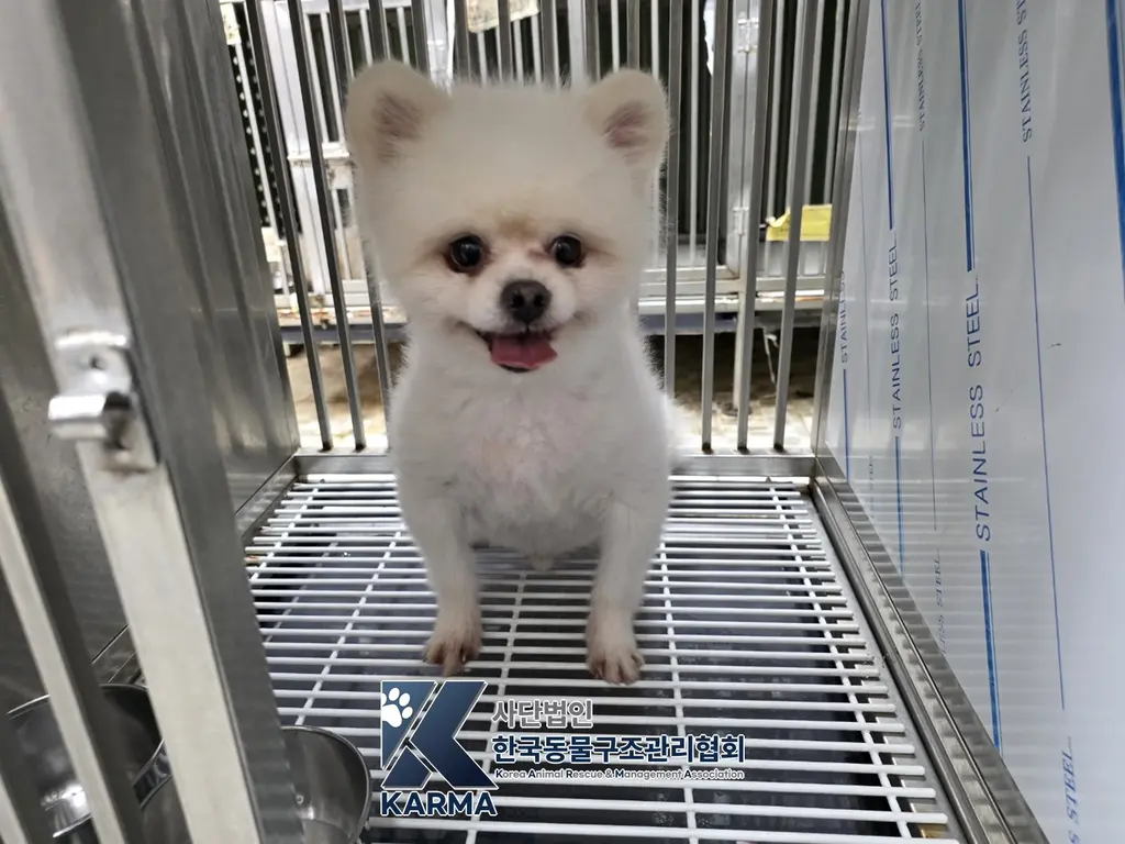 포메라니안 보호중 사진