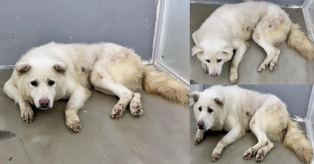 믹스견 보호중 사진