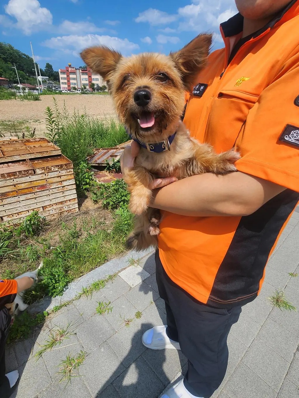믹스견 보호중 사진