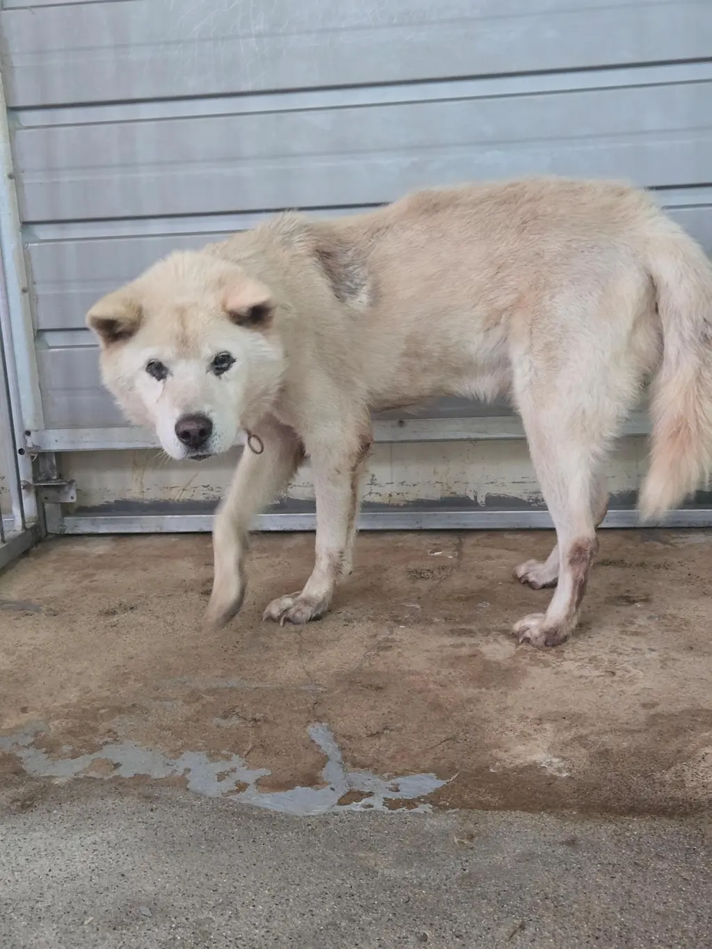 믹스견 보호중 사진