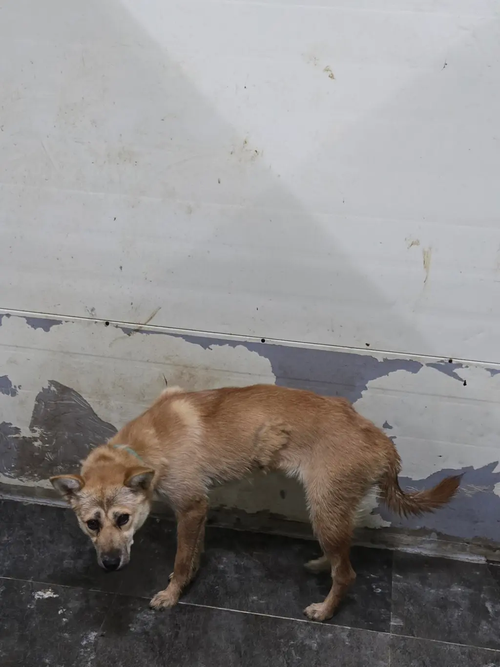 믹스견 보호중 사진