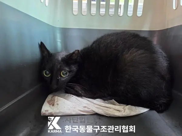 한국 고양이 보호중 사진