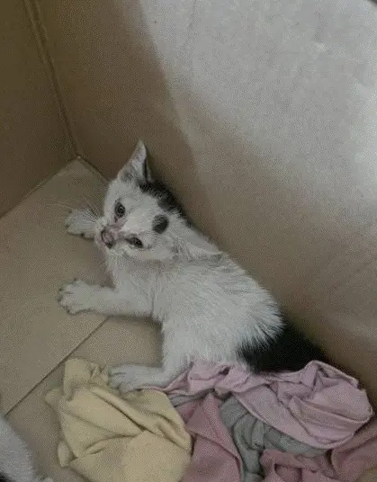 한국 고양이 보호중 사진