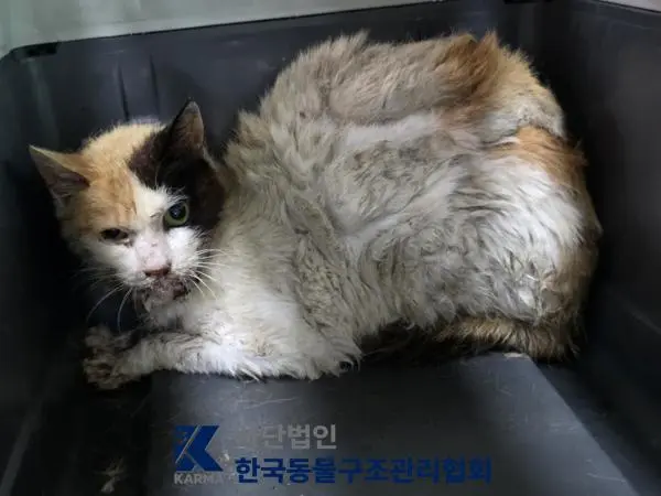 한국 고양이 보호중 사진