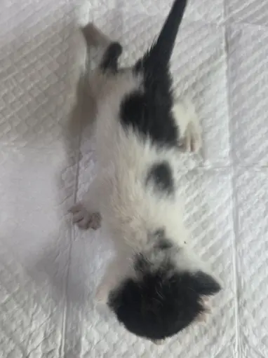 한국 고양이 보호중 사진