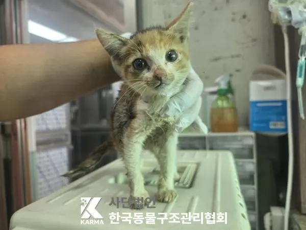 한국 고양이 보호중 사진