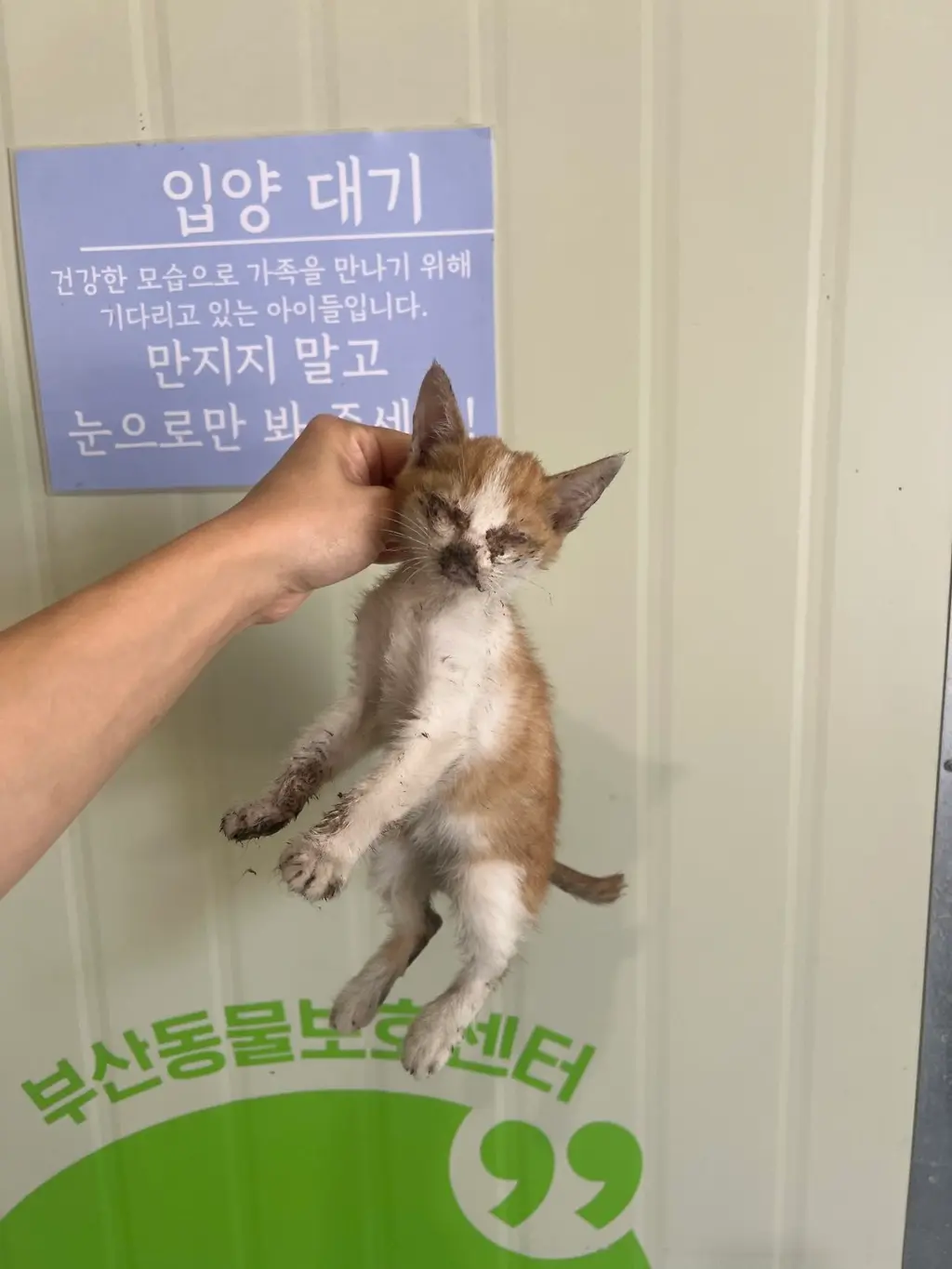 한국 고양이 보호중 사진