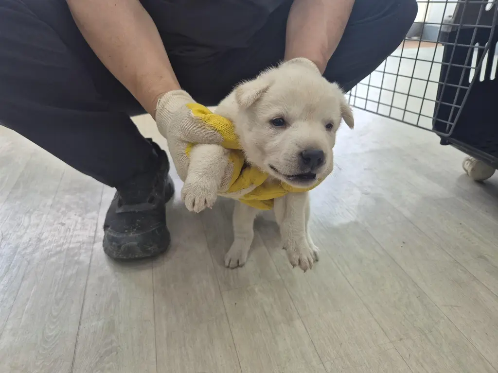 믹스견 보호중 사진