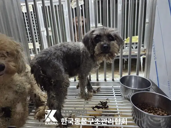 믹스견 보호중 사진