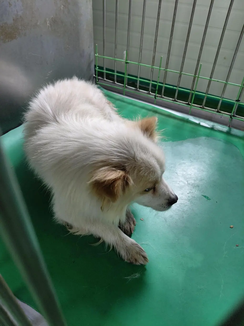 믹스견 보호중 사진