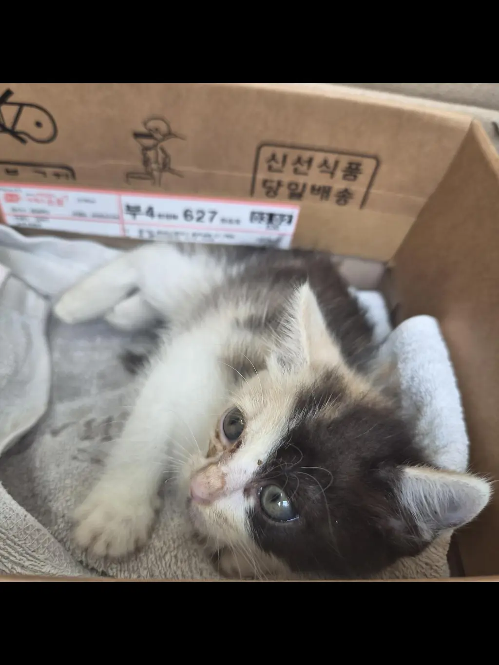 한국 고양이 보호중 사진