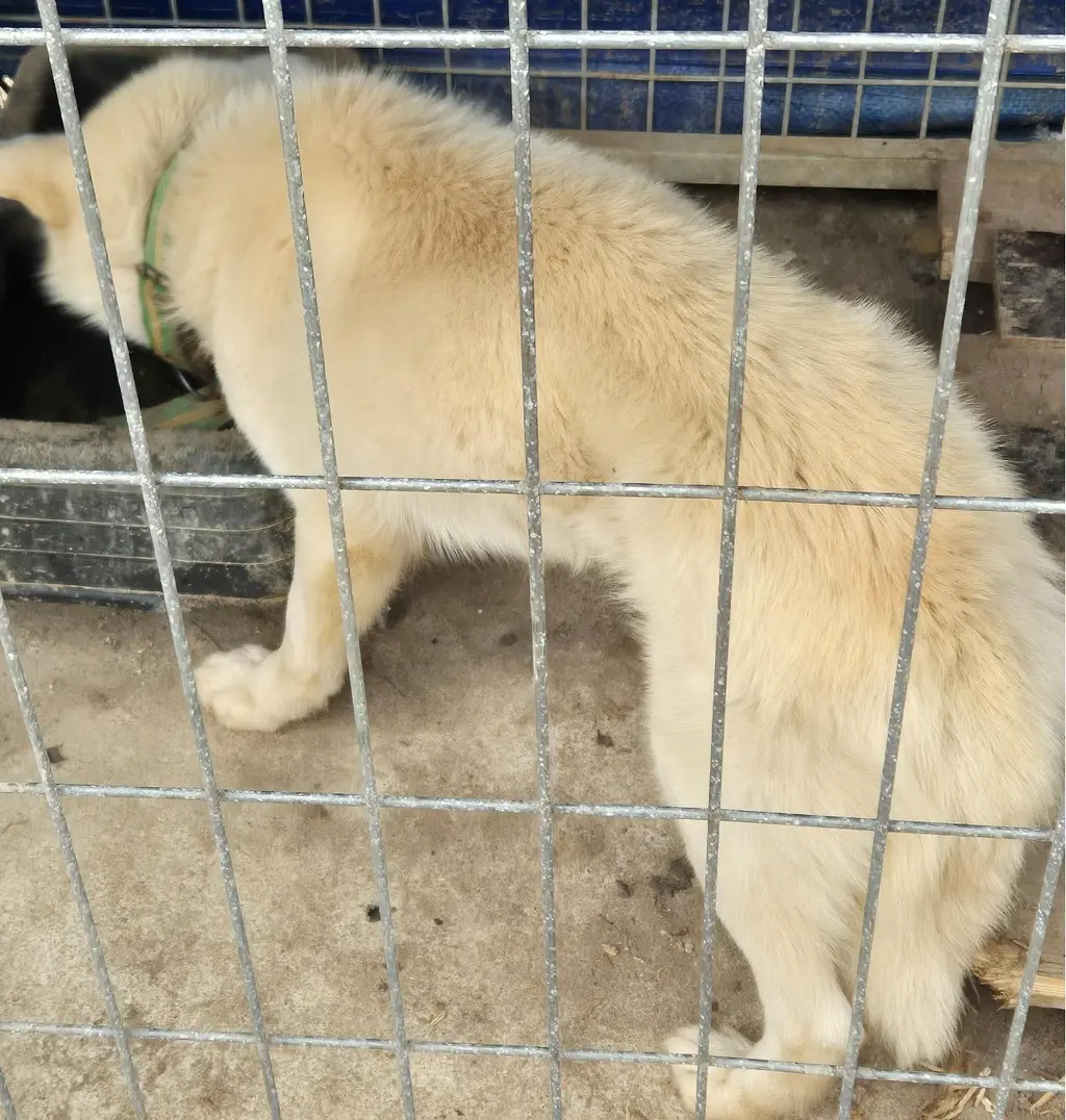 기타 보호중 사진