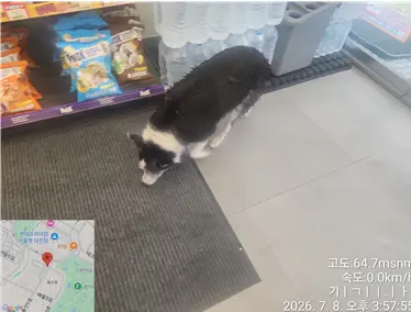보더 콜리 보호중 사진