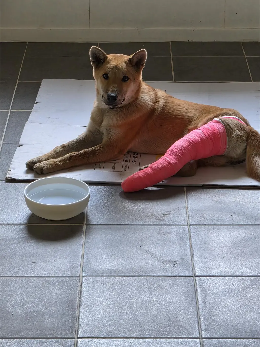 믹스견 보호중 사진