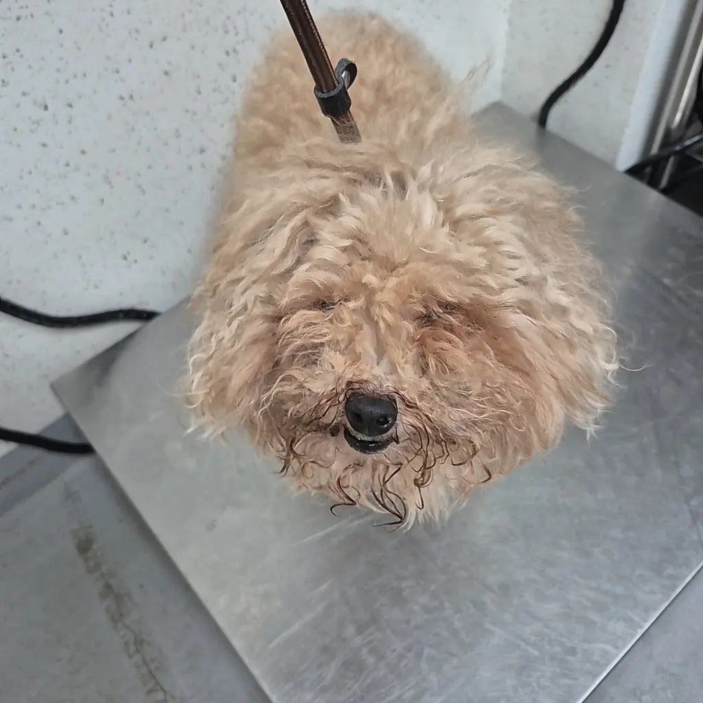 푸들 보호중 사진