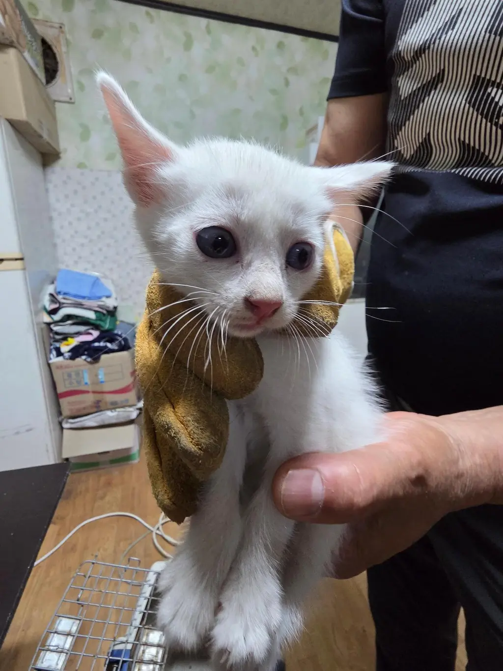 한국 고양이 보호중 사진