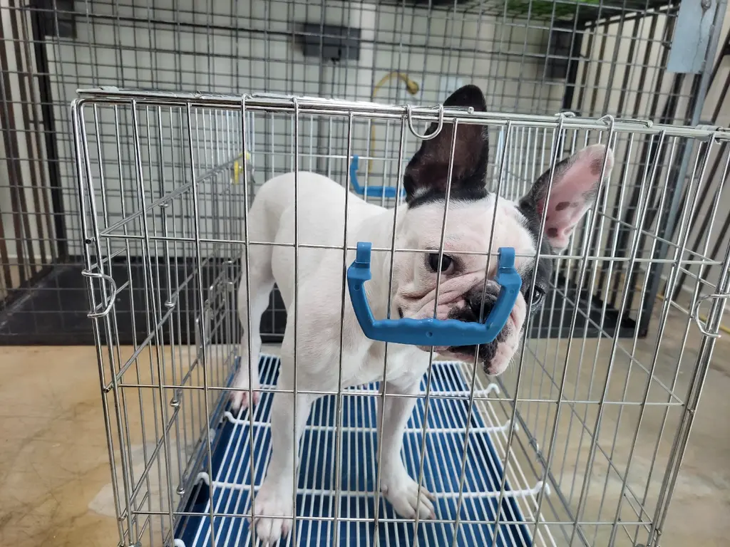 프렌치 불독 보호중 사진