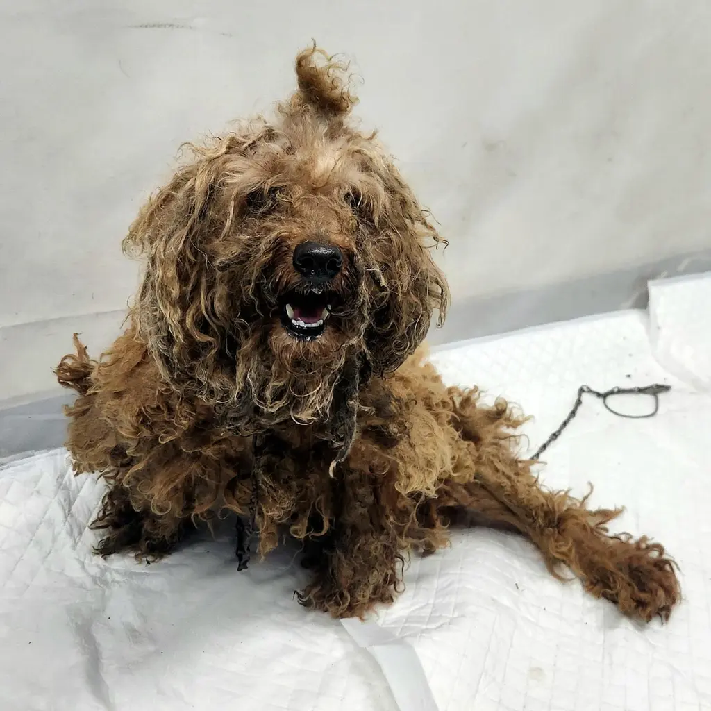 푸들 보호중 사진