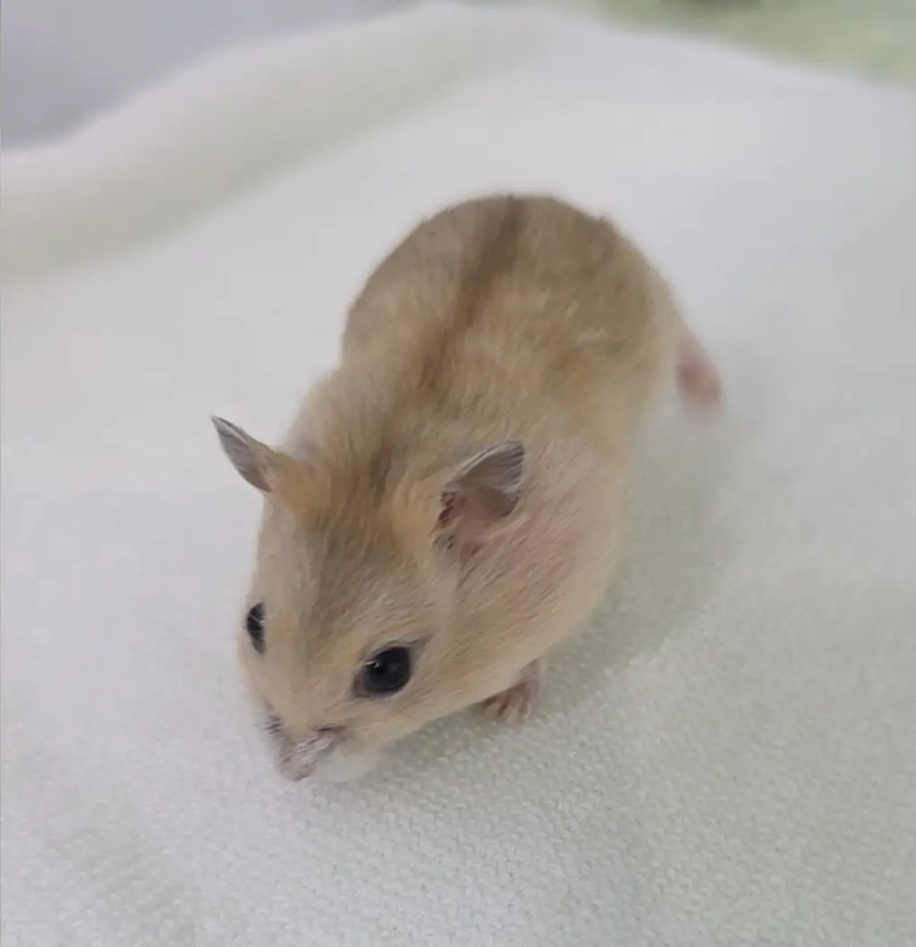 기타축종 보호중 사진