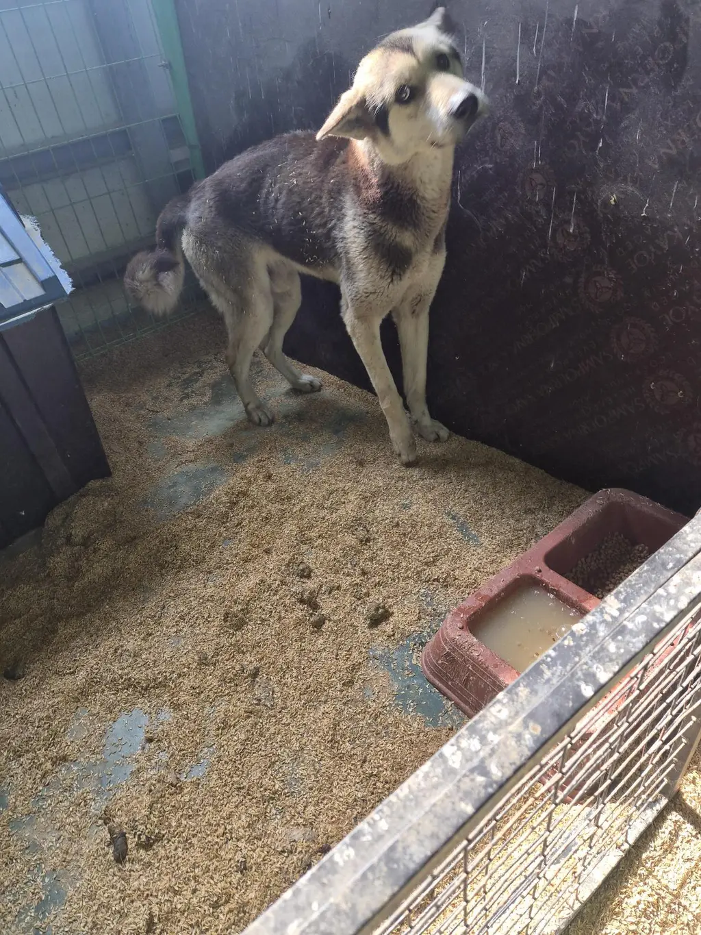 믹스견 보호중 사진