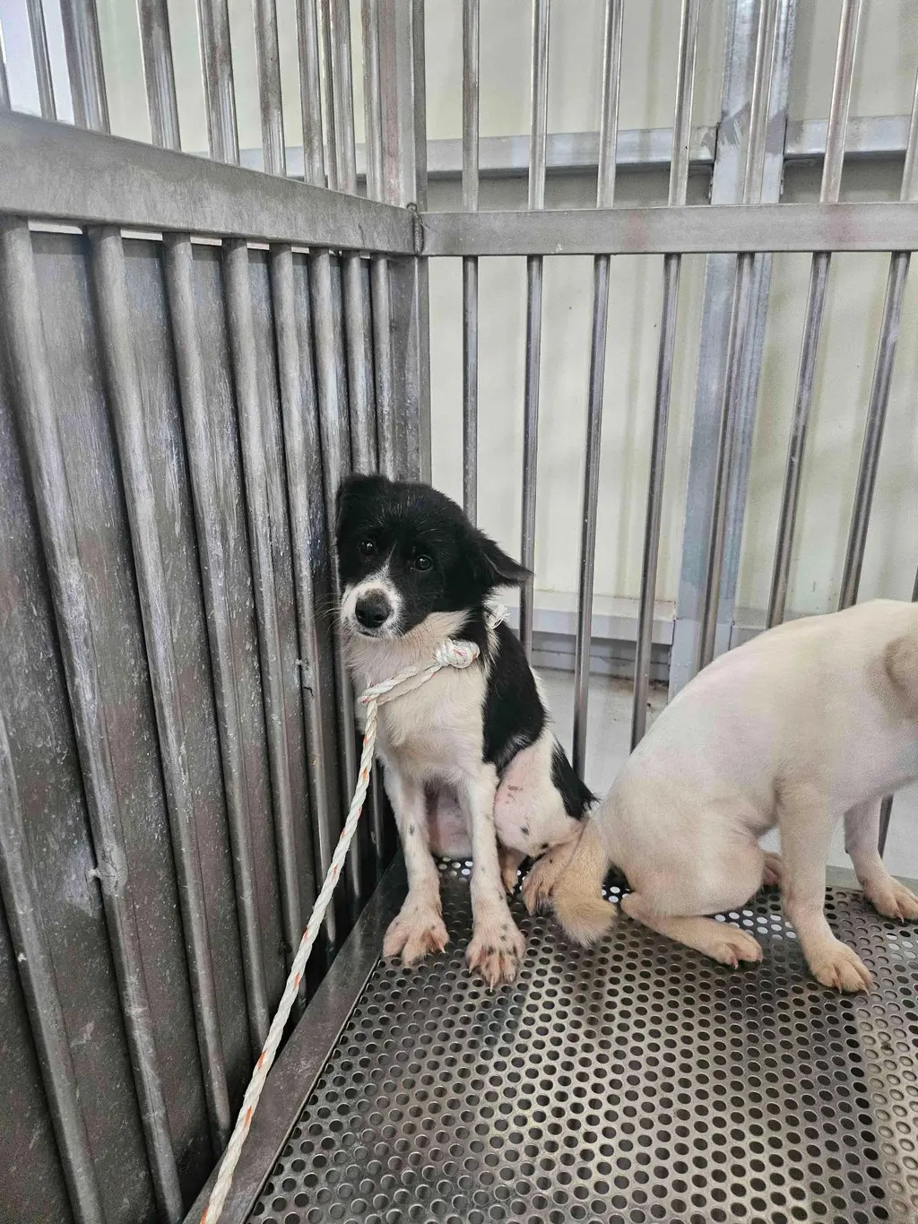 믹스견 보호중 사진