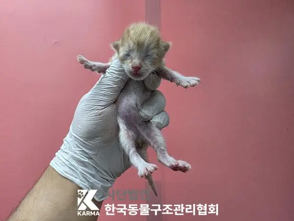 한국 고양이 보호중 사진