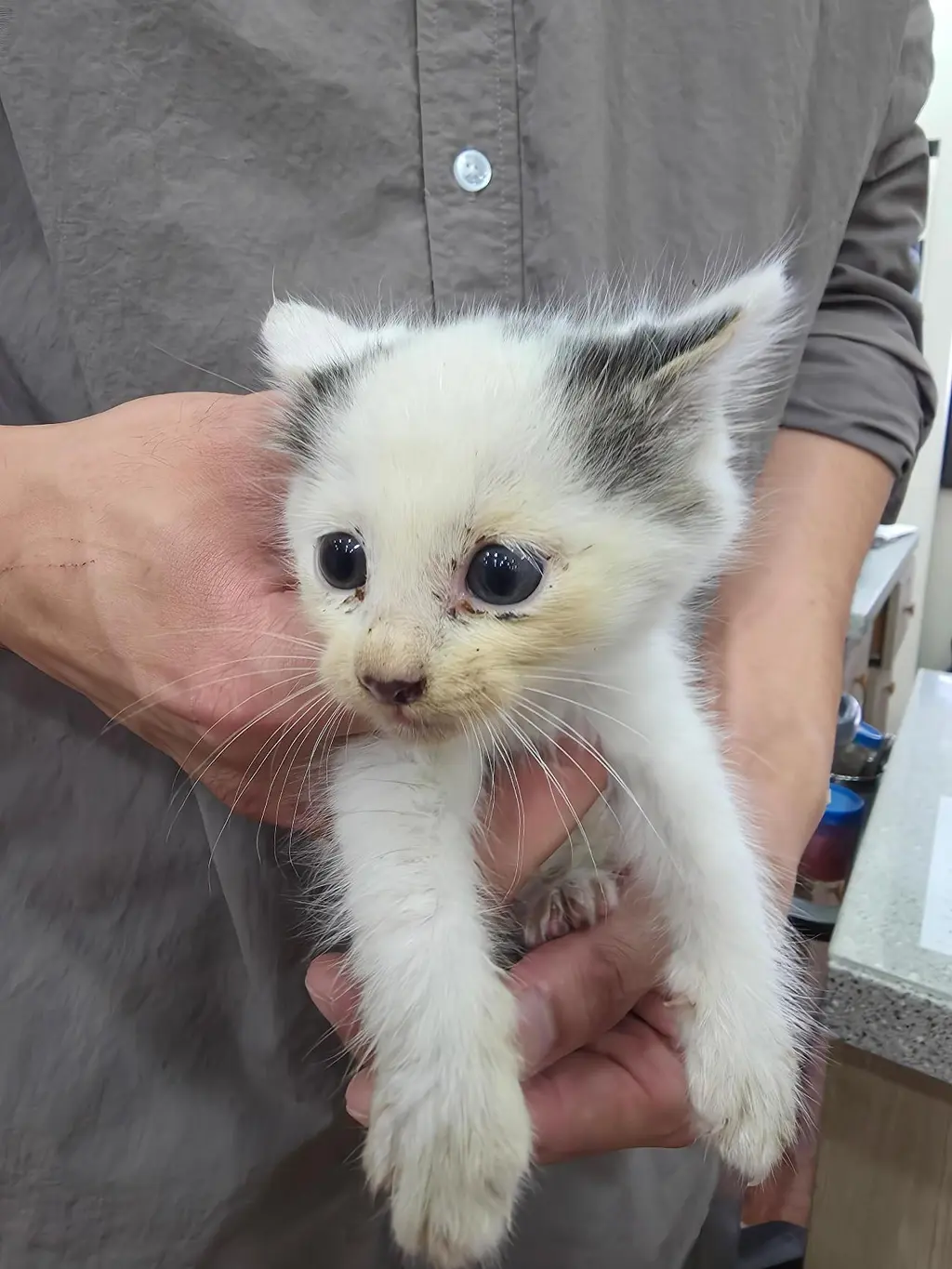 한국 고양이 보호중 사진