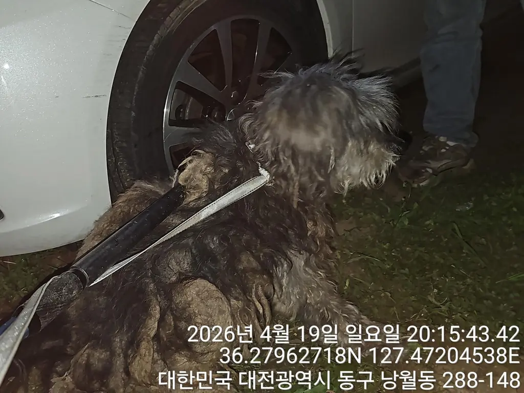 믹스견 보호중 사진