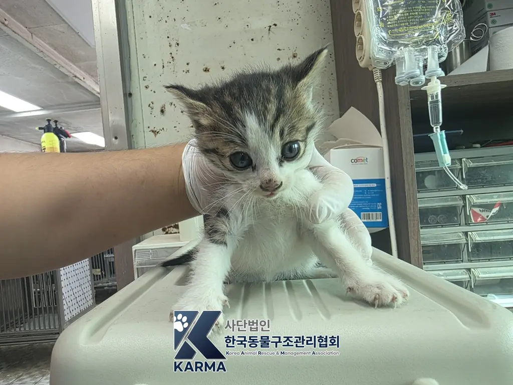 한국 고양이 보호중 사진