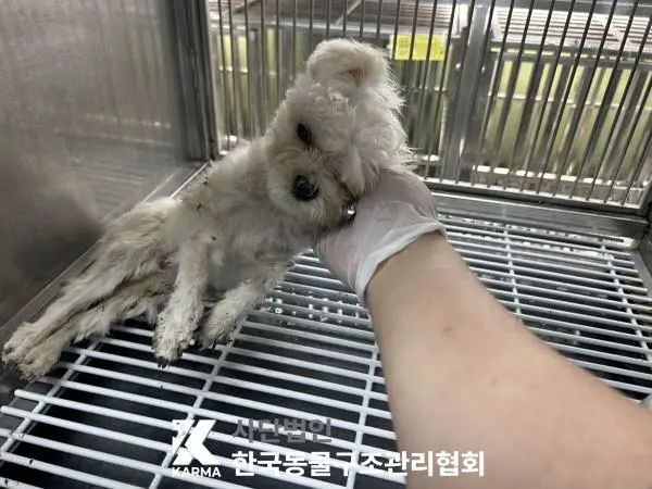 말티즈 보호중 사진