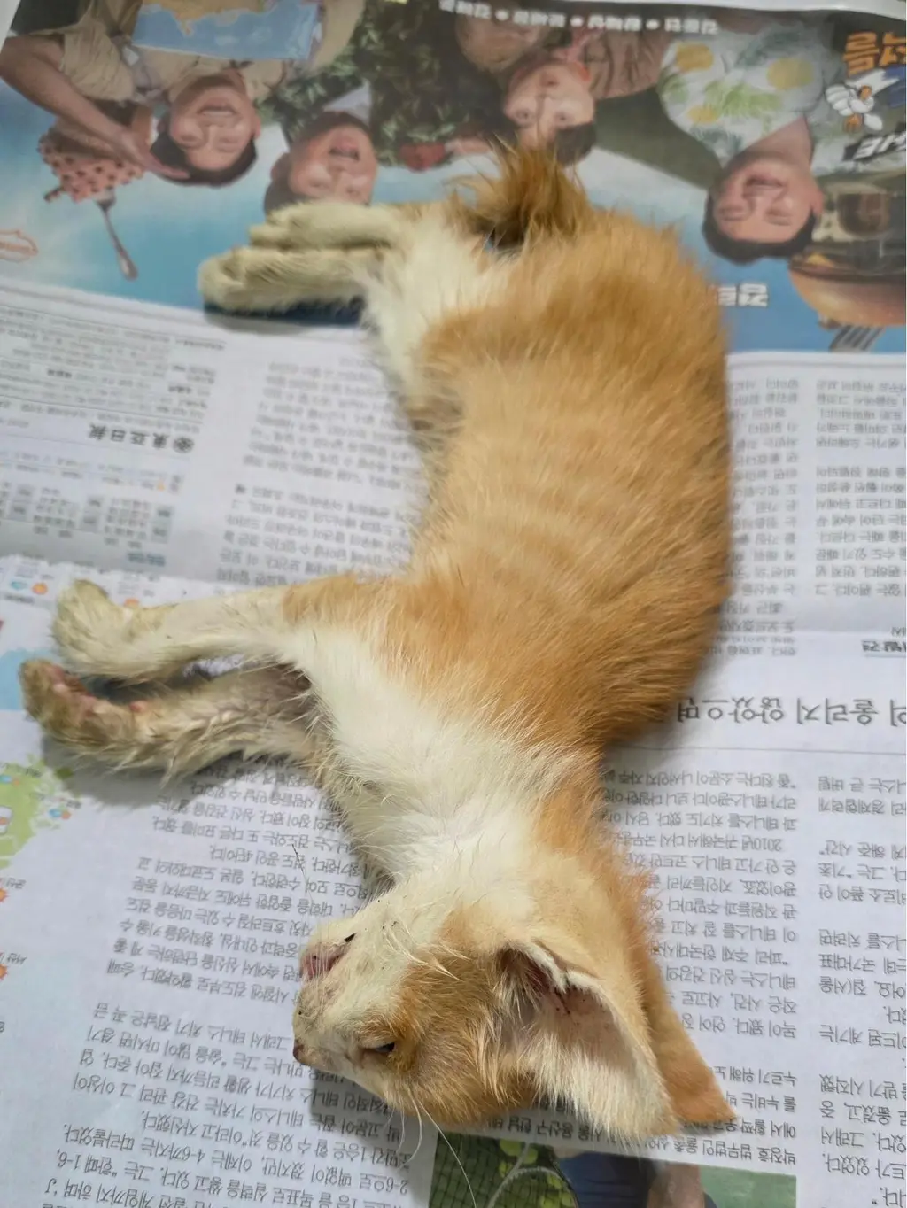한국 고양이 보호중 사진