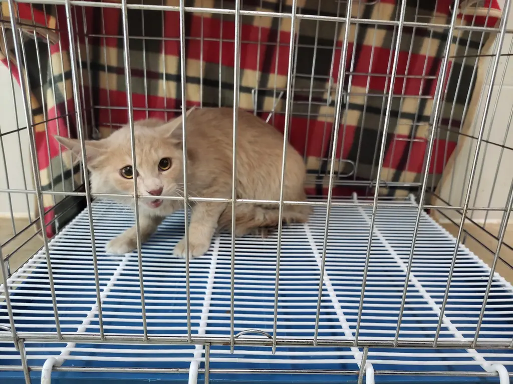 기타 보호중 사진