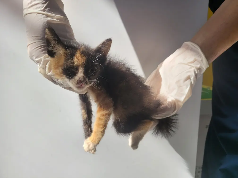 한국 고양이 보호중 사진