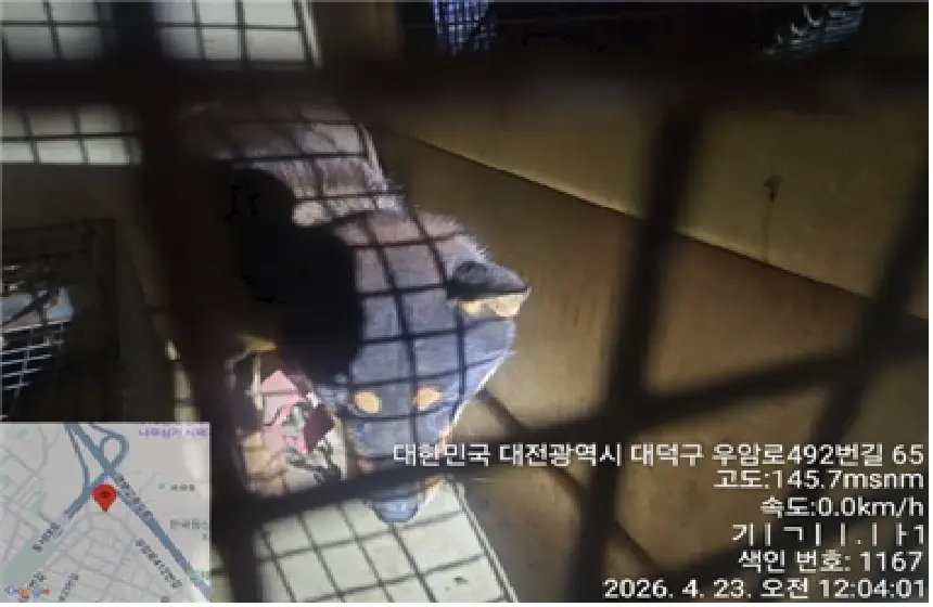 진도견 보호중 사진
