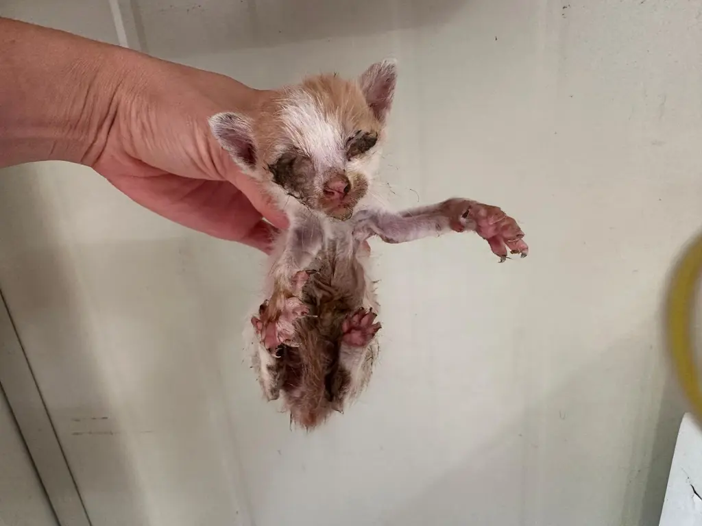 한국 고양이 보호중 사진