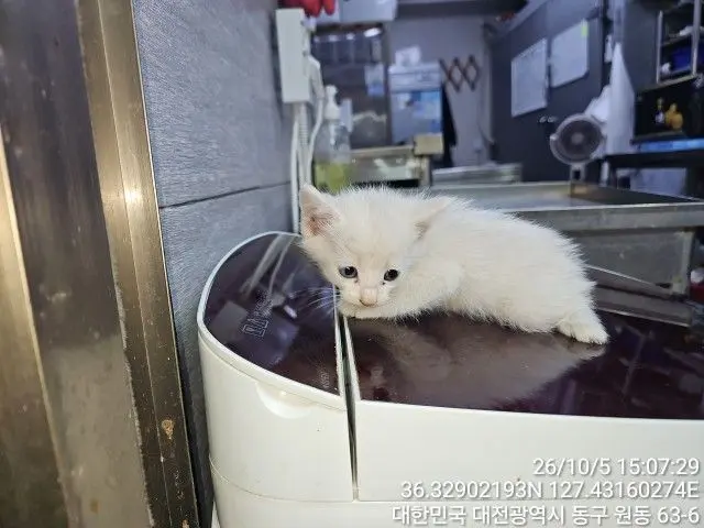 한국 고양이 보호중 사진