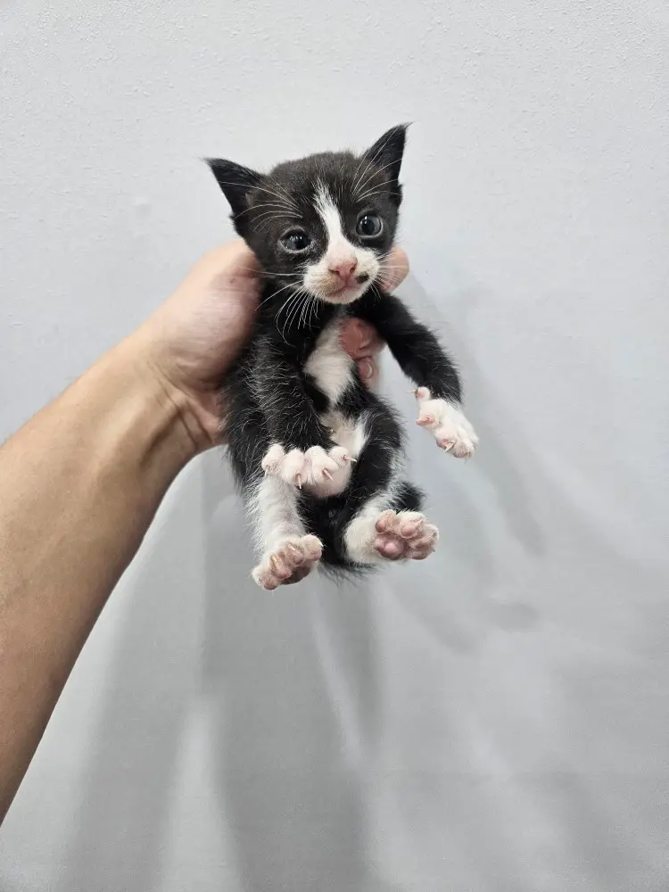 한국 고양이 보호중 사진