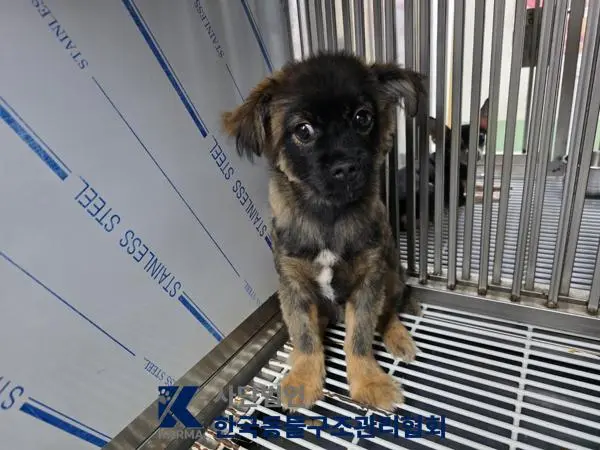 믹스견 보호중 사진