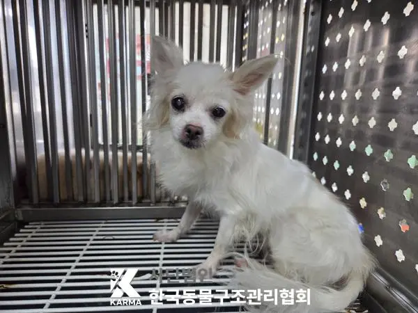믹스견 보호중 사진