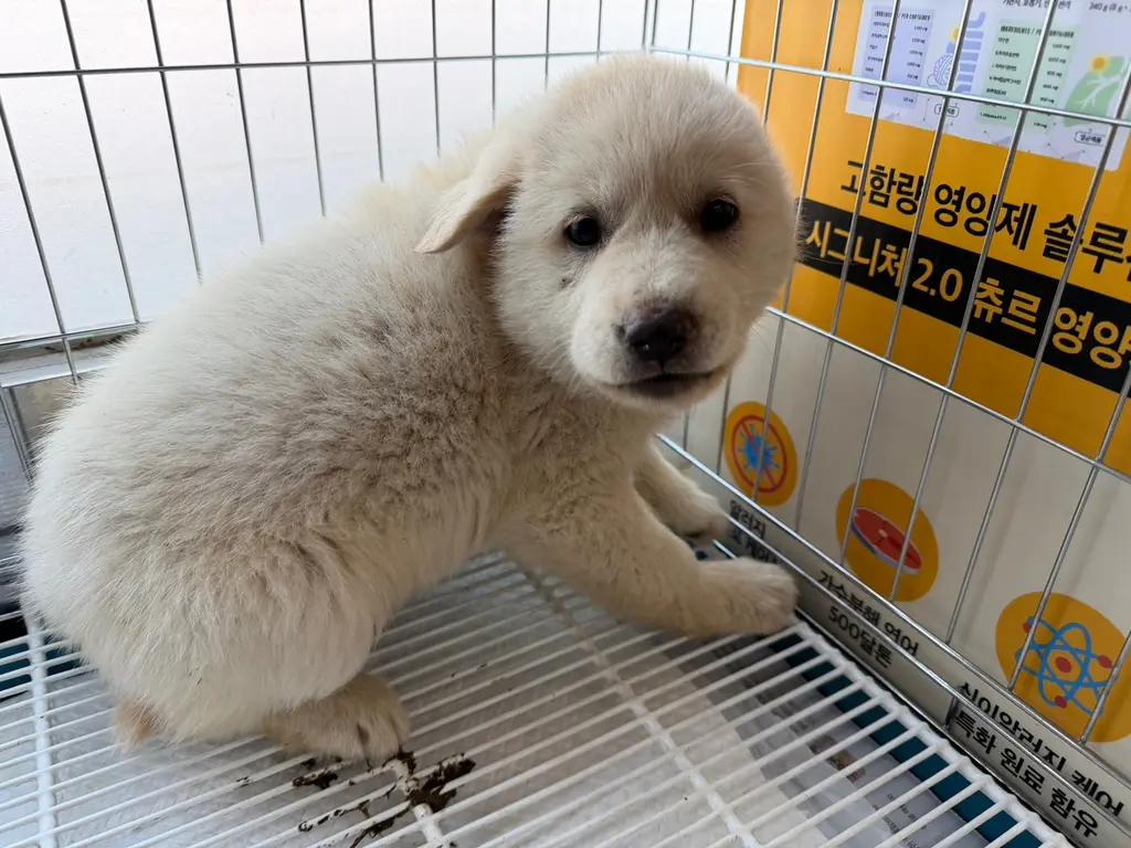 믹스견 보호중 사진