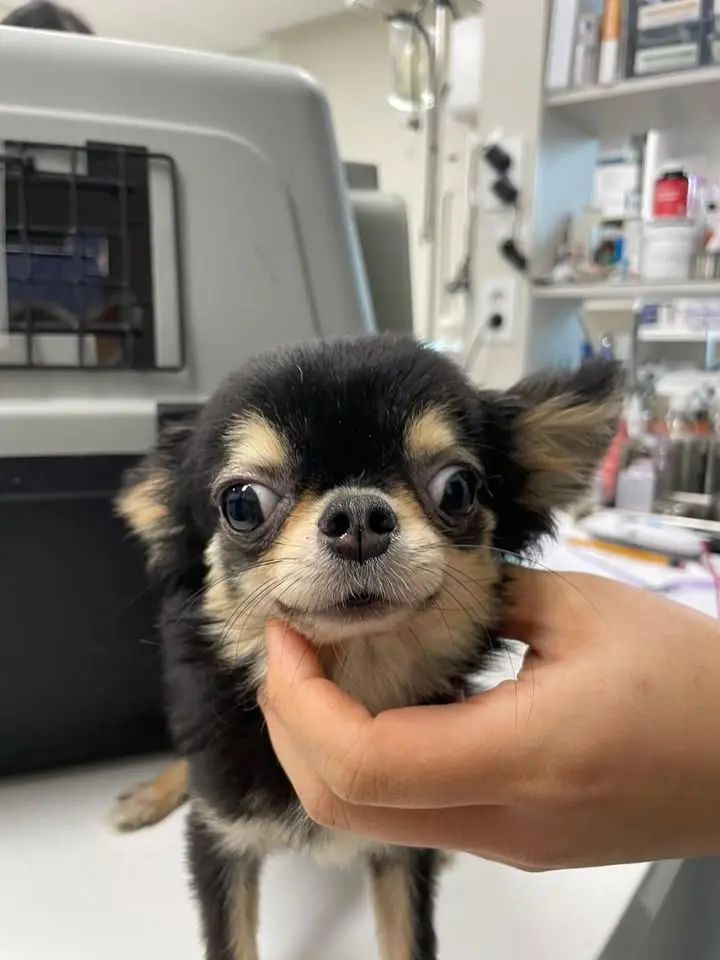 치와와 보호중 사진