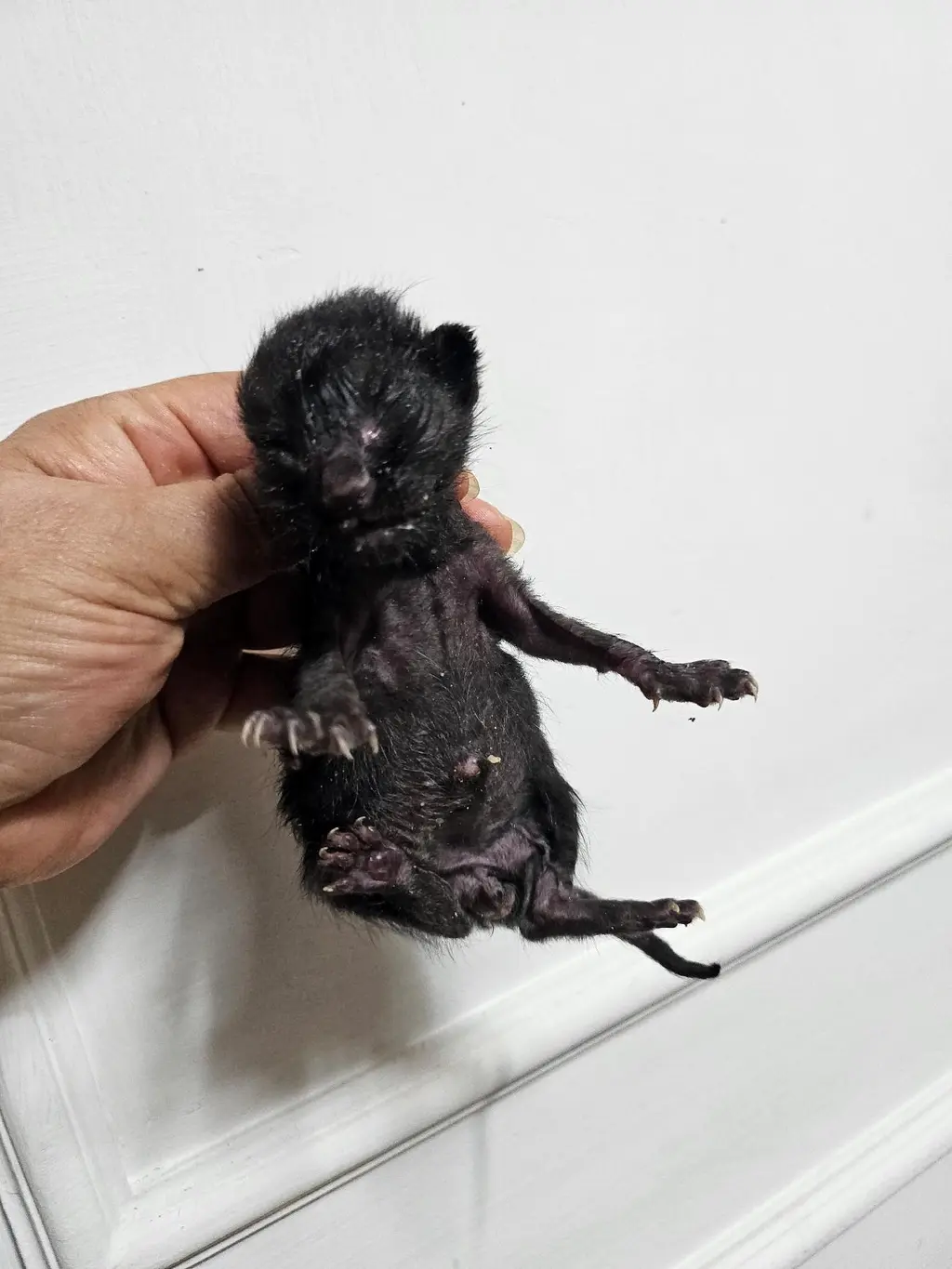 한국 고양이 보호중 사진