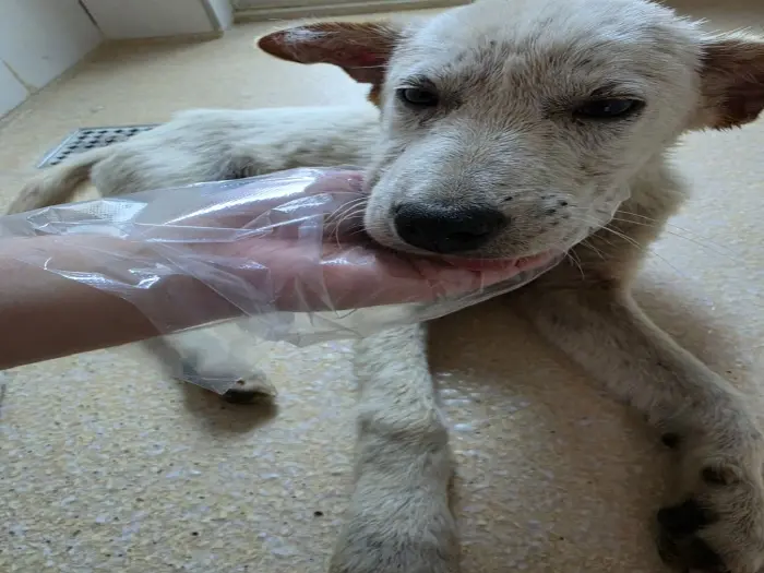 믹스견 보호중 사진