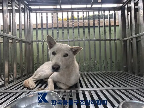믹스견 보호중 사진