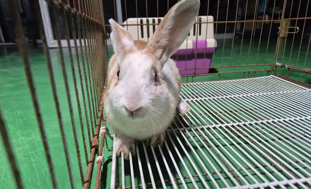 기타축종 보호중 사진