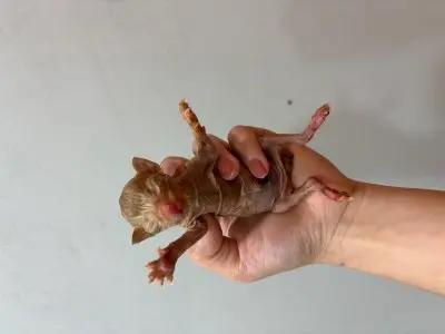 믹스묘 보호중 사진